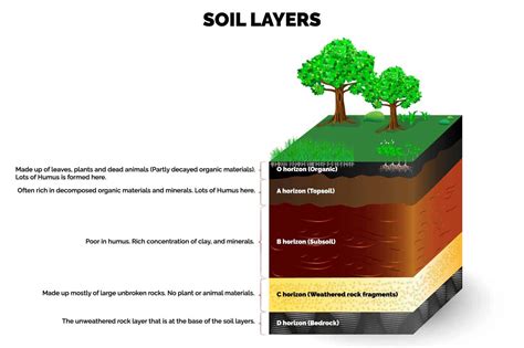 Why Is Humus Important For Your Garden? | Trees.com