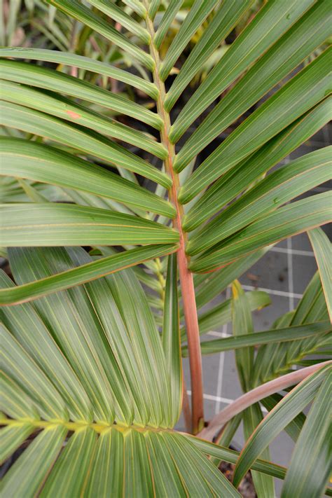 Hyophorbe Lagenicaulis Bottle Palm