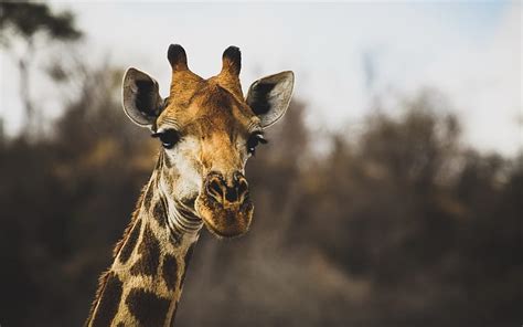 Giraffe, wildlife, sunset, Africa, HD wallpaper | Peakpx