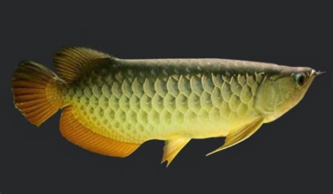 Gambar - Gambar Ikan Arwana Dari Yang Terbesar Di Kalimantan Hingga ...