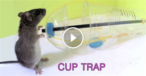 This DIY Rat Trap is Very EASY to make! You Might Need It One Day ...