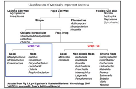 gram positive cocci Flashcards | Quizlet