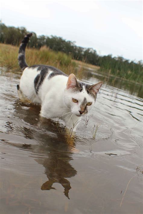 Webbed Feet Gorgeous Cats Pretty Cats Cute Cats