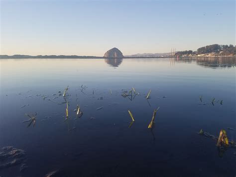 eelgrass in water - Morro Bay National Estuary Program