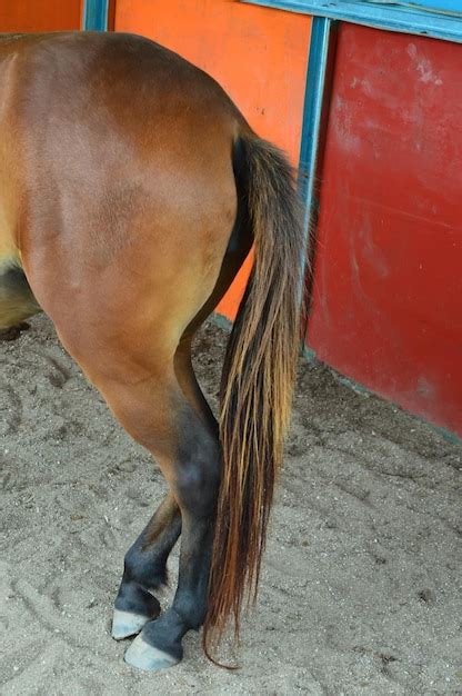 Foto De Rabo De Cavalo - Vista aproximada do rabo de cavalo marrom na fazenda | Foto Premium