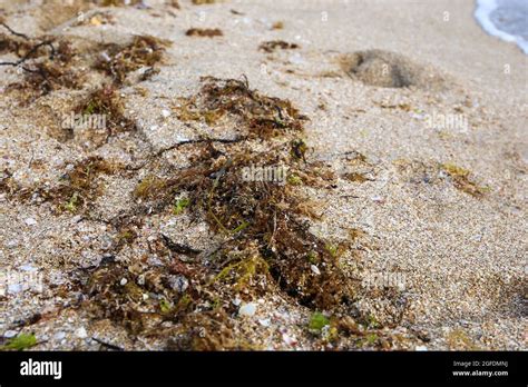 Algas Lavadas En Tierra Fotograf As E Im Genes De Alta Resoluci N Alamy