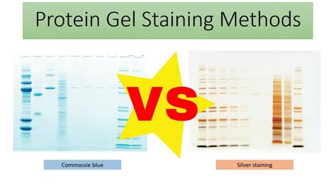 Protein gel staining methods (coomassie blue vs silver staining ...