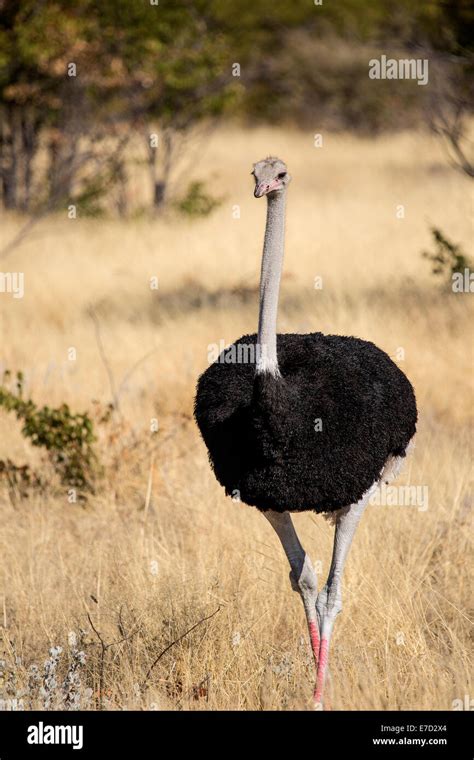 Ostrich in Namibia, Africa Stock Photo - Alamy