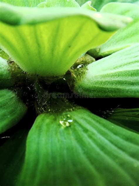 Close Up Selective Focus Of A Water Lettuce Or Pistia Stratiotes Stock