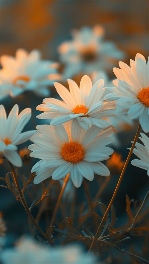 Flowers Wallpaper (HD, Vibrant) #5186