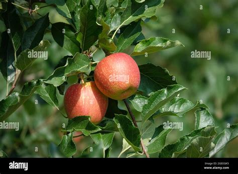 Organic Apples Hanging From A Tree Branch In An Apple Orchard Stock