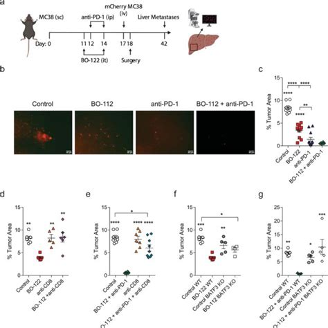 Neoadjuvant Treatment Using Intratumoral Bo 112 And Systemic Anti Pd 1