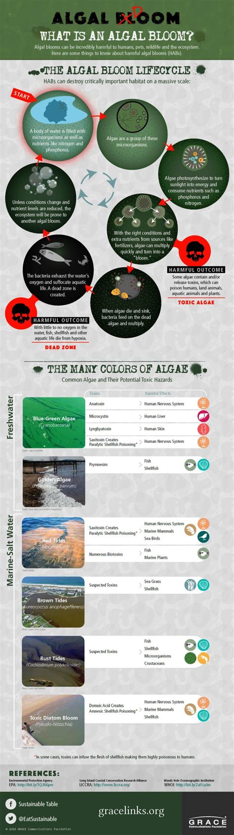 algal blooms   colors  algae   potential hazards