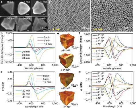 Using chiral gold nanoparticles to enhance immune response