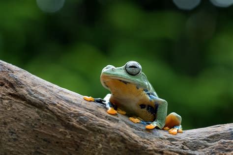 Premium Photo | Black-webbed tree frog on a tree trunk