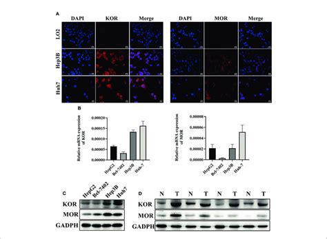 The Expression Of Kor And Mor In Hcc Cell Lines And Human Hcc