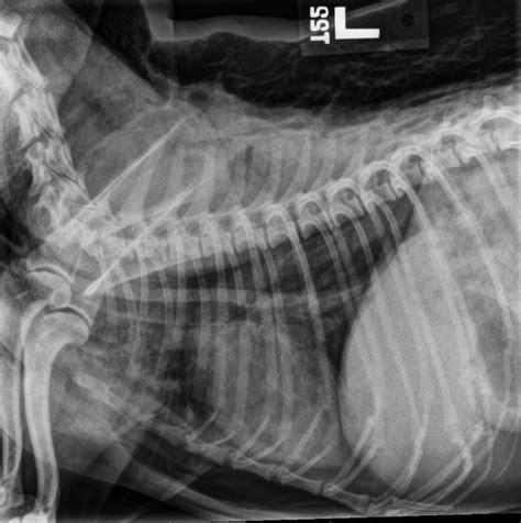 Clinical Image: Thoracic Radiograph