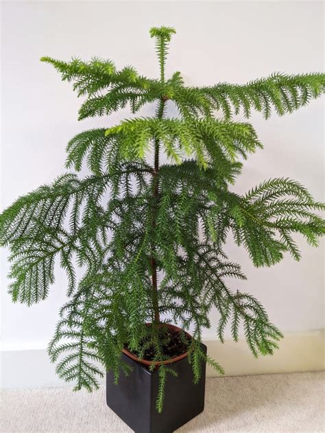 Norfolk Island Pine Araucaria Heterophylla Care Guide Ourhouseplants