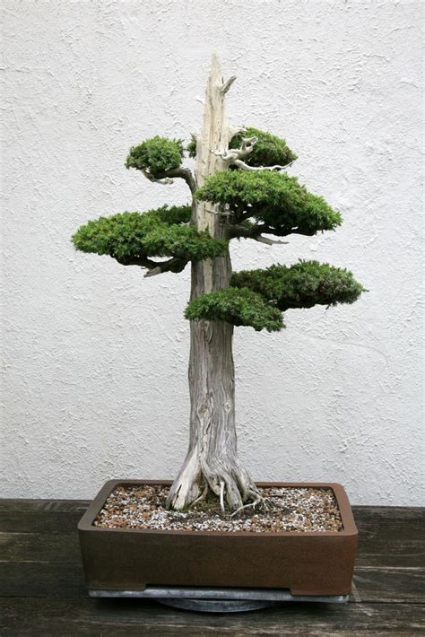 Formal Upright Juniper Bonsai | Aneka Ragam Bentuk Bonsai