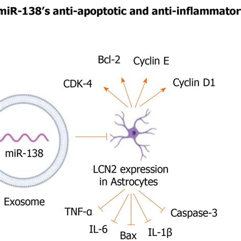 Mesenchymal Stem Stromal Cell Derived Exosomes Overexpressing MiR 138