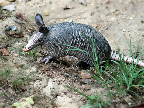 how to repel armadillos 2