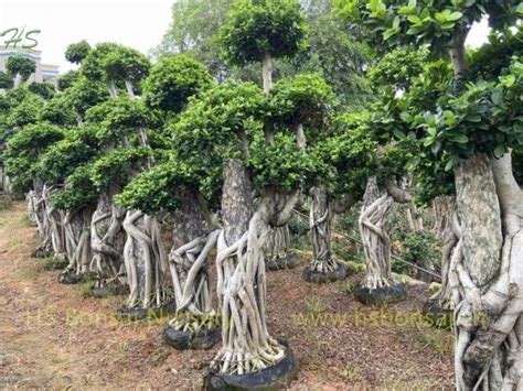 Nurturing Green Ficus Bonsai With Stone Live Plant Supplier Manufacturer