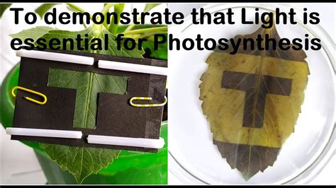 Photosynthesis Experiment