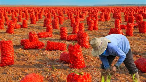 See How Millions Tons Of Onions Are Harvested Processed By American