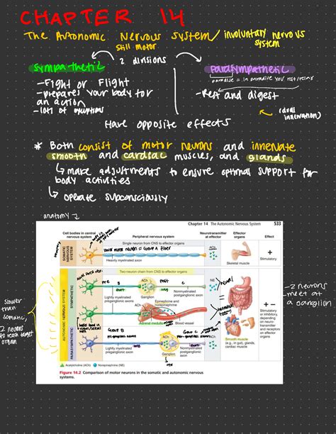 Chapters 14 And 16 Endocrine System Notes CHAPTER 14 The Autonomic