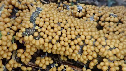 Leocarpus Fragilis The Ultimate Mushroom Guide