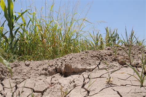 Uruguay Extiende Emergencia Agropecuaria Por Sequía El Siglo De Torreón