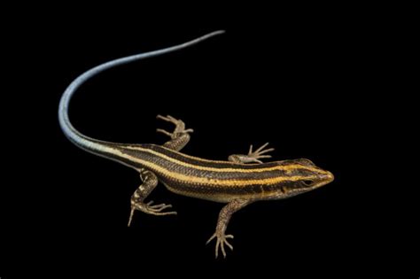 Photo Ark Home Juvenile Five Lined Skink National Geographic Society