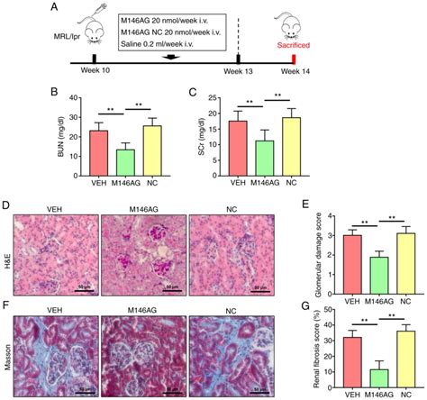 MiR146a5p Protects Against Renal Injury In MRL Lpr Mice Via