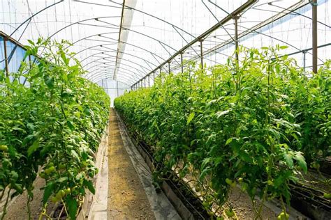 How To Start Tomato Farming In Africa Production Guide For South