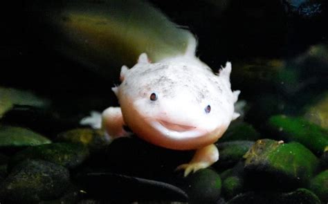 232 Axolotl Names Perfect For Your Unique Pet Friend