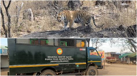 Panna Tiger Reserve Video पन्ना की बाघिन को माधव नेशनल पार्क भेजा दो साल से थी रिजर्व की शान