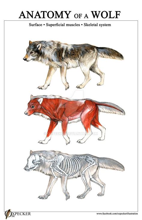 Anatomy of a Wolf | Anatomia animale, Linguaggio corporale del cane, Animali selvatici