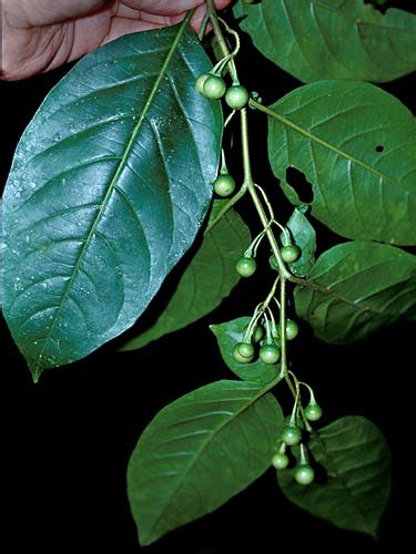 Solanum Nudum Fotos De Campo The Field Museum