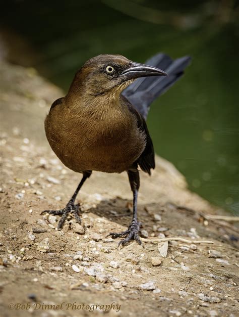 Great Tailed Grackle Female Bob Dinnel Flickr