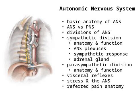 Ppt Autonomic Nervous System Basic Anatomy Of Ans Ans Vs Pns