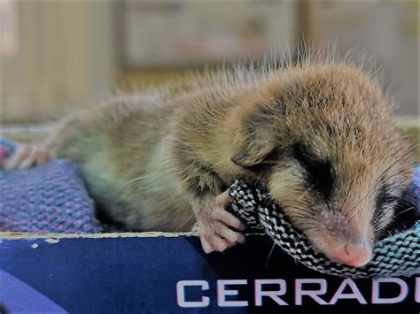 sag libera   monito del monte diario digital el calbucano