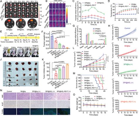 Biodistribution And Antitumor Efficacy Of Spihel‐rs17 In Vivo