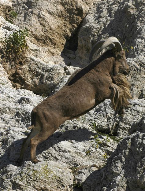 Arru Africano En La Estaci N Experimental De Zonas Ridas Foto Csic