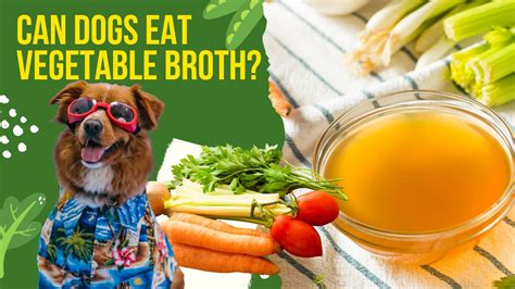 Can Dogs Eat Vegetable Broth The Answer Straight From The Vets Mouth