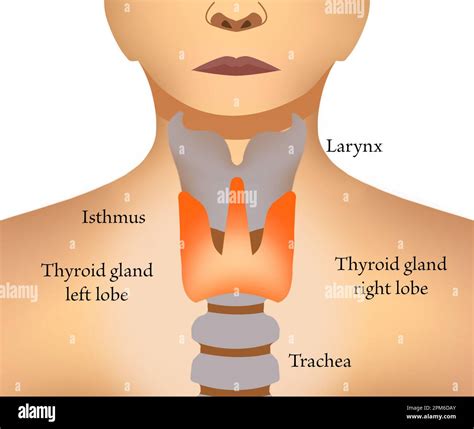 Isthmus Of Thyroid