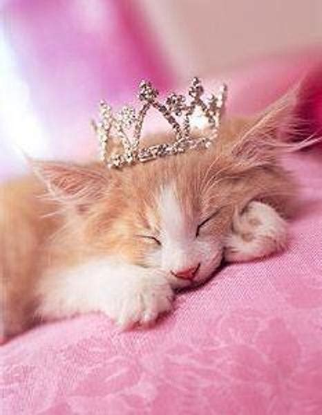 Princess Cats Photo 14749811 Fanpop