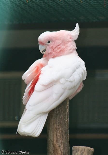 Pink Cockatoo - Parrot Health diet personality intelligence and care