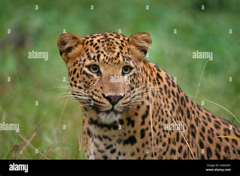 Indian Leopard Closeup Face Portrait Panthera Pardus Fusca Jhalana