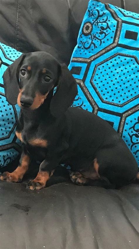 Dachshunds female black and tan | in Oadby, Leicestershire | Gumtree