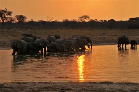 Zimbabwe – Elephants